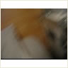 2010.11.11.2.avi